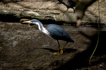 pied heron
