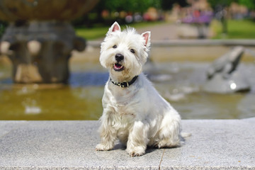 Adorable West Highland White Terrier dog sitting outdoors near a fountain in the park in summer