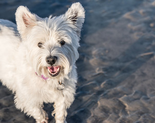 West Highland White Terrier Close Up 