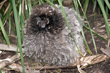 silky bantam
