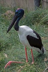 black necked stork male