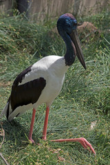 black necked stork male
