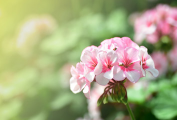 Fototapeta na wymiar Natural view of pink flower under summer sunlight in garden,(Rhododendron sp. Ericaceae azalea)
