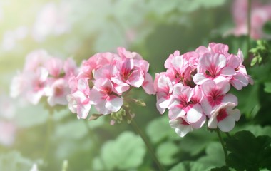 Naklejka na ściany i meble Natural view of pink flower under summer sunlight in garden,(Rhododendron sp. Ericaceae azalea)