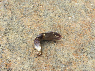 A broken off crab claw on a rock by the ocean