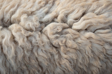 Close up of fur goat texture background.