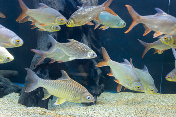 Obraz premium Close up beautiful fish in the aquarium on decoration of aquatic plants background. A colorful fish in fish tank.