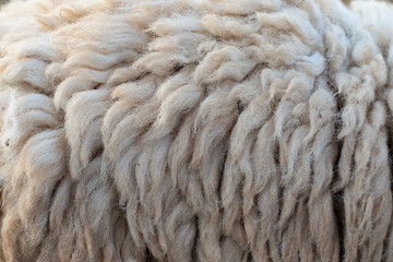 Close up of fur goat texture background.