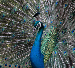 Obraz premium Male Peacock with Tail Feathers on Display