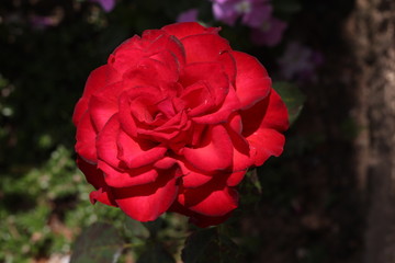 red rose flower