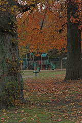 autumn playground