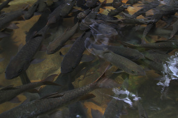 Neolissochilus stracheyi Amazing at Namtok Phlio National Park (Phlio waterfall) Chanthaburi Province, Thailand. Soro brook carp waterfall fish