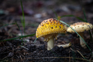 Forest Mushroom