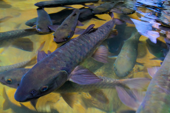 Neolissochilus stracheyi Amazing at Namtok Phlio National Park (Phlio waterfall) Chanthaburi Province, Thailand. Soro brook carp waterfall fish