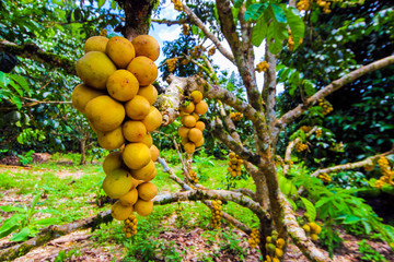 Lansium parasiticum on the branch (Long Gong),Thailand