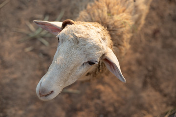 Naklejka na ściany i meble Sheep's head./Close up of a sad Sheep´s head!