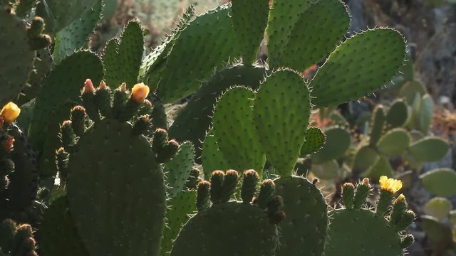 Flowering prickly pear cactus plants on hillside in Taormina, Sicily, Italy. Backlit by the sun.