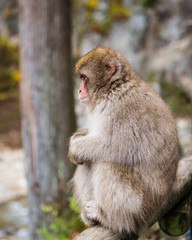 Japanese snow monkey profile