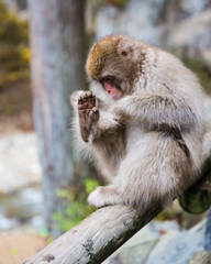 Snow monkey grooming foot