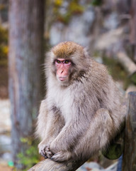 Huddled Japanese snow monkey