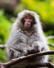 Pouty baby snow monkey