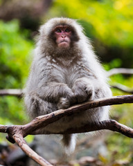Pouty baby snow monkey in tree