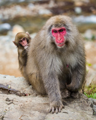 Baby snow monkey riding mother