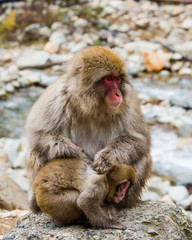 Mother snow monkey grooming baby