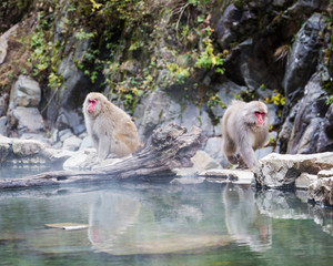 Snow monkeys with steaming onsen
