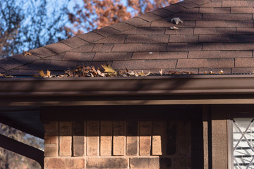 Close up rain gutter on residential home clogged with dried fall leaves. Shingles and gutter with...