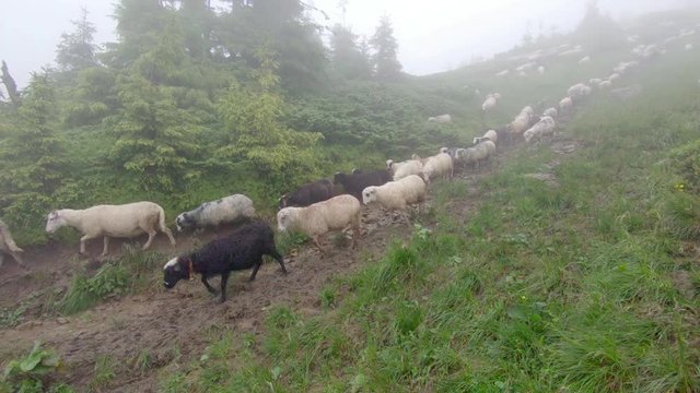 sheep graze on the grass