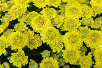 Closeup of yellow vibrant auburn Chrysanthemums bouquet suited as background