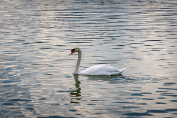 White swan swim in water scene