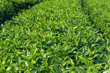 Green Tea fields.