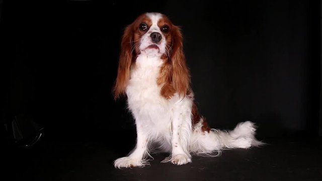 Cavalier king charles spaniel puppy dog trained pet video
