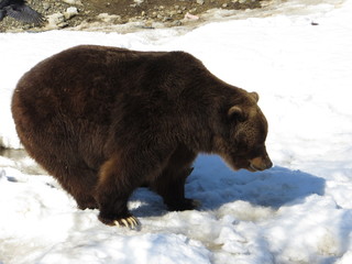 Bear standing on snow