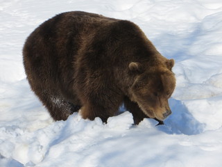 bear stalking in snow