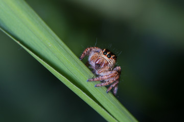 Fototapeta premium jumping spider feeding on small insect on green leaf