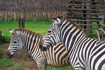 zebra in the park