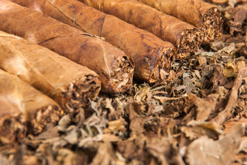 cigar of tobacco on the wooden background