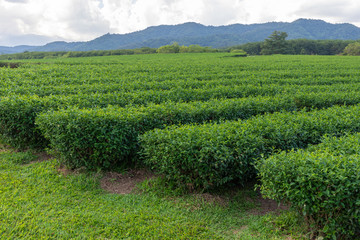 Fototapeta na wymiar Green Tea fields.