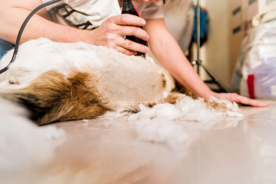 Grooming hair of a mixed breed dog