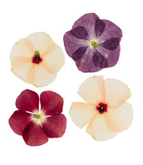 Pressed and dried delicate flower catharanthus, isolated on white