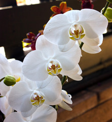 Fototapeta na wymiar White fresh spring flowers
