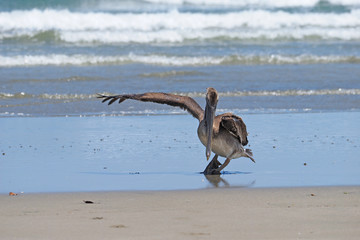 Brown Pelican spreads a wing on the beach at Playa Hermosa on the Pacific coast of Nicaragua, Central America.