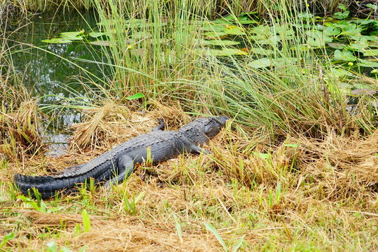 sleeping alligators in everglades national park
