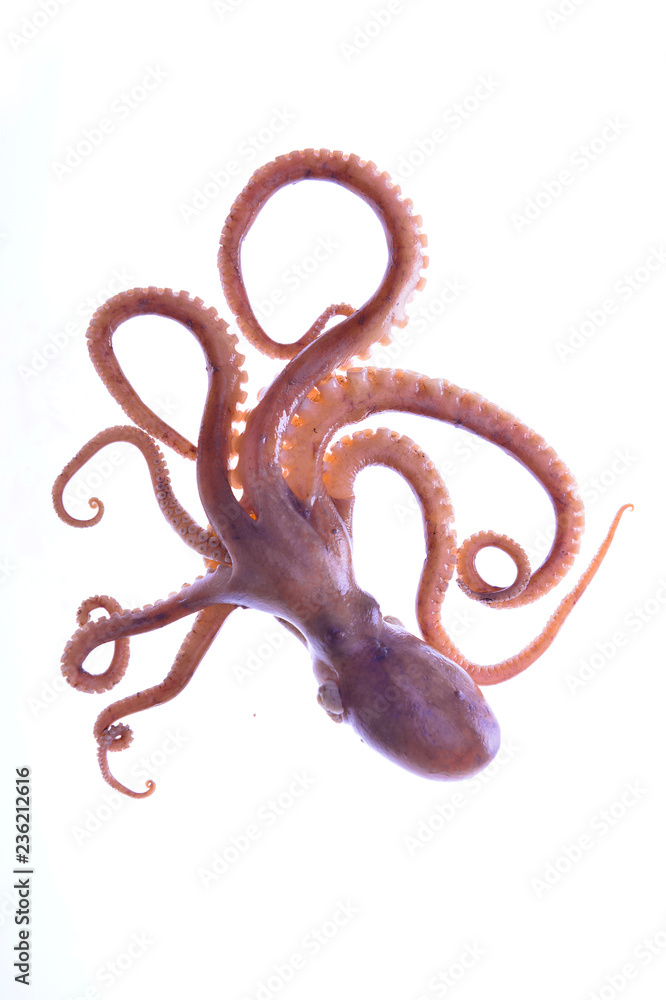 Wall mural octopus on a white background