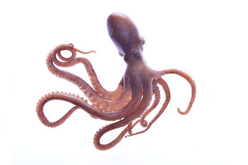 Octopus on a white background © pdm