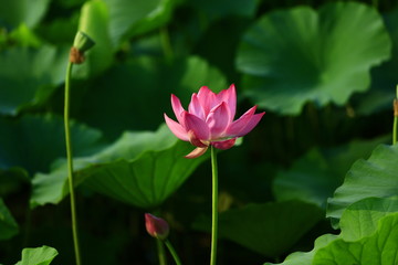Obraz premium Blooming lotus flower, very beautiful