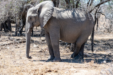 Big Female African Elephant
